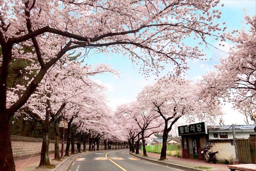 【鎮海賞櫻】花戀釜慶~櫻花大道、賞櫻勝地、余佐川羅曼史、龍蝦海鮮鍋5日