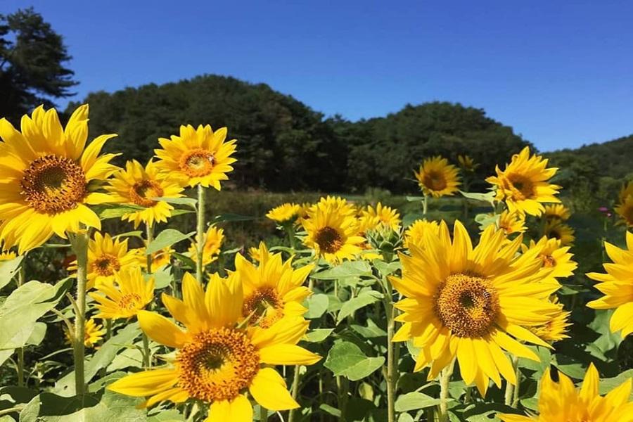 兩晚五星~平康樹木園、炸雞DIY體驗、VR影音體驗、聖水洞下午茶5日