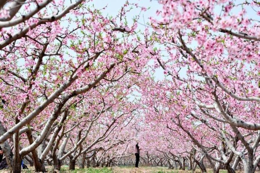 【華信假期】花飛山東、賞牡丹、看桃花、賞櫻花、看梨花、泰山八日