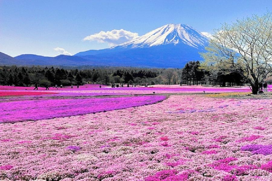 ★春戀冰壁★立山黑部紫藤花富士芝櫻兼六園合掌村飛驒古街溫泉東京五日