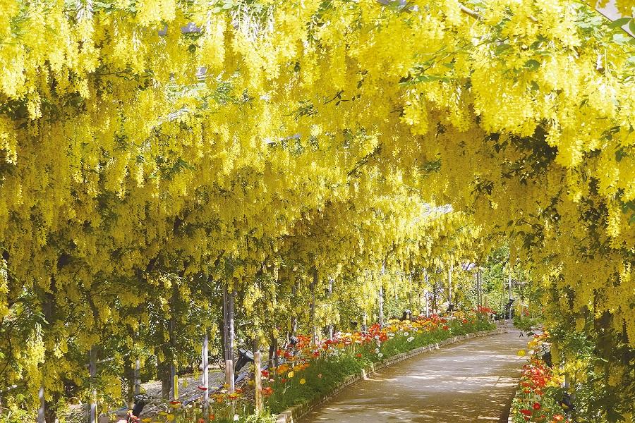 ★春雪之谷★立山黑部.紫藤花.芝櫻季.合掌村.祕境上高地.古街溫泉5日