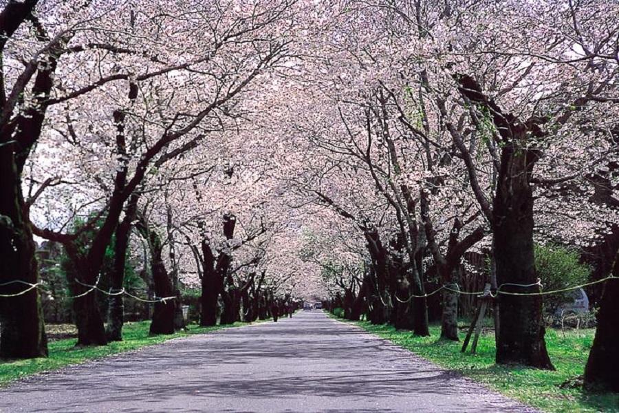 【宮崎櫻花祭】母智丘公園、忠元公園、隼人之風列車、幸福摩艾像、櫻島5日