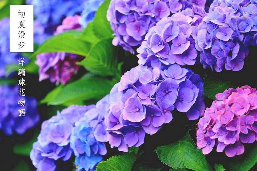 《日本雪壁‧日本阿爾卑斯之路》京都高山.雙古都.洋繡球花物語5日