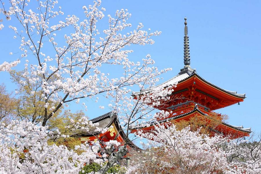 百選櫻花名所、嵐山清水寺、MIHO美術館、彥根城古街5日(名古屋)