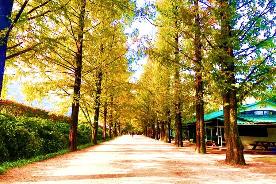 全羅風情~升等市區飯店、潭陽水杉林蔭、愛寶樂園、韓服遊古宮、塗鴉秀5日