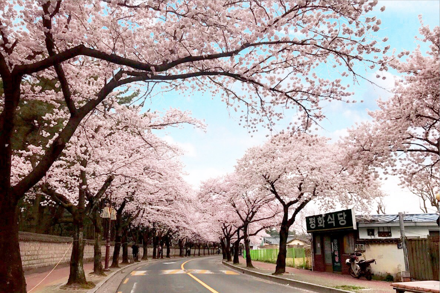 鎮海櫻花戀釜慶~余佐川羅曼史、甘川洞彩繪村.草莓酒莊、龍蝦海鮮鍋5日
