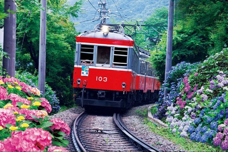 香草-早去晚回★紫色東京★迪士尼樂高樂園薰衣草季採果海盜船鐵道溫泉五日