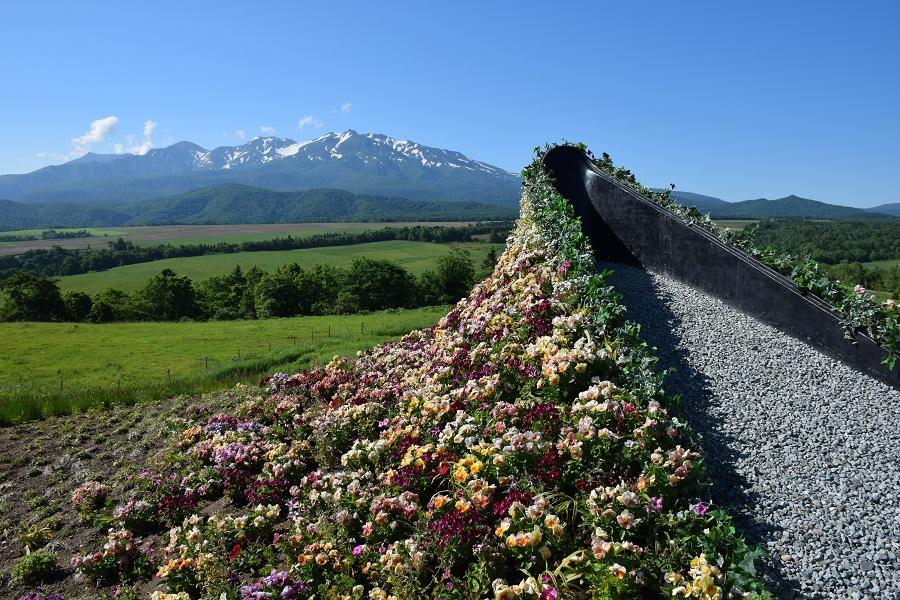 【北海道夏豔舞曲】大雪森之庭院.富田農場.夢幻青池.旭山動物園5日