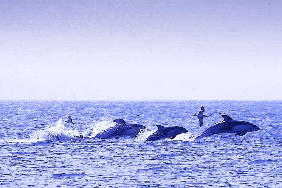 【酷玩北海道】室蘭與海豚共舞、海峽の風、森之空庭、富良野花舞大地