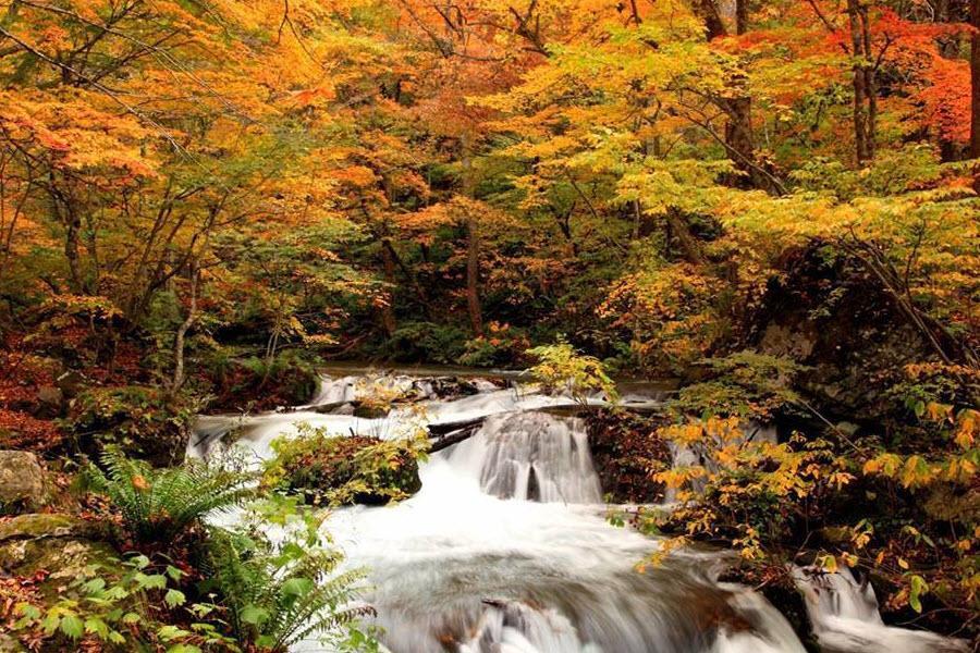 【星野青森屋】楓紅奧入瀨溪、白神山地、小坂鐵道騎士5日