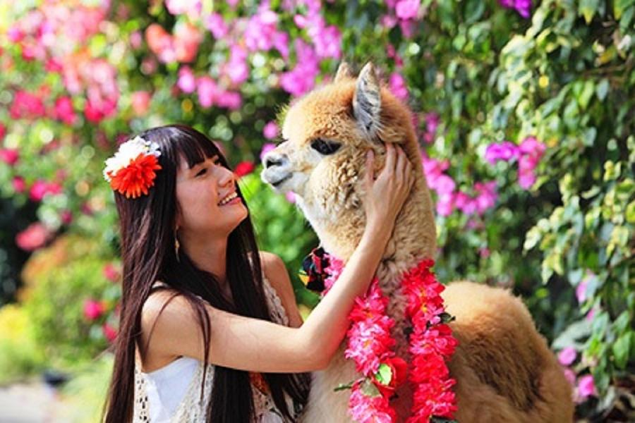 【寒假省很大♥親子歡樂】奇幻環球X神戶動物王國.京韻風情.浪漫神戶5日