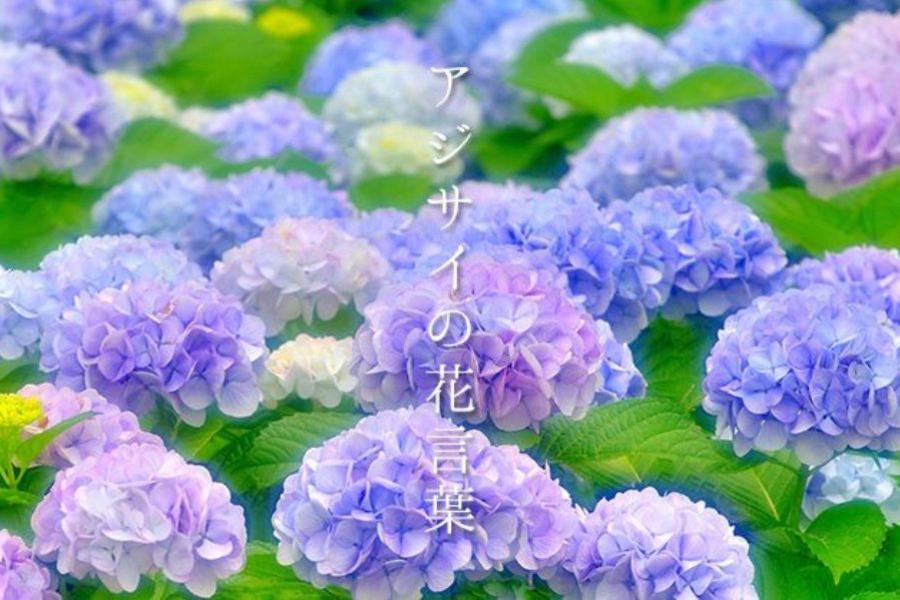 《初夏漫步》彼得兔英國節.京都清水寺.綠野童話屋.MIHO5日