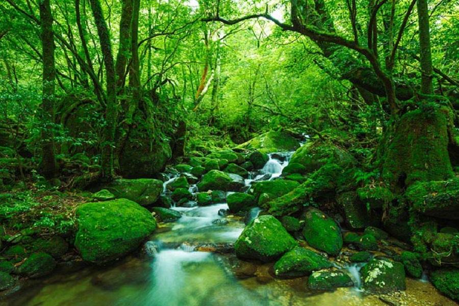 【九州屋久島森呼吸】千尋瀑布、白谷雲水峽、磯庭園、櫻島、指宿砂浴6日