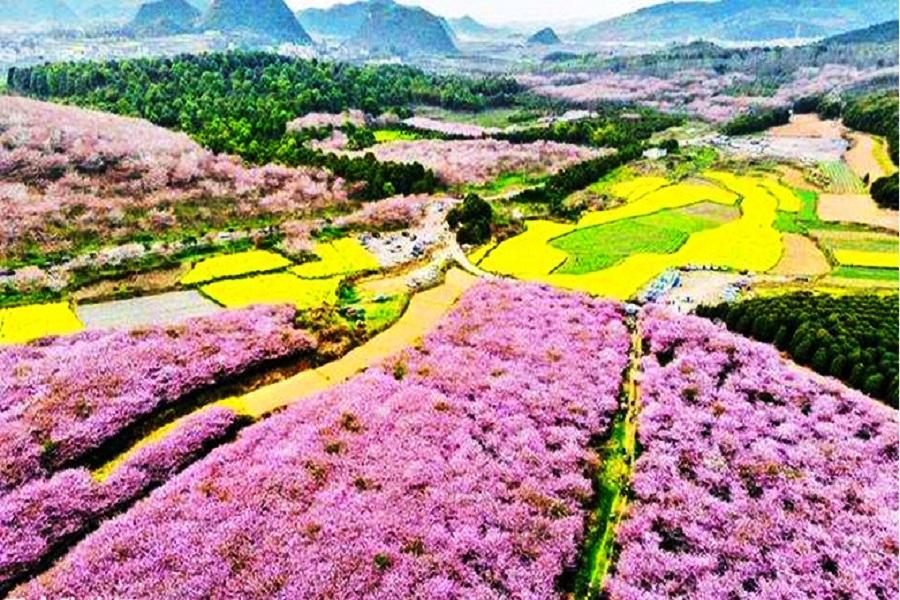 【花漾貴州】黃果樹、平壩櫻花、龍宮油菜花、金海雪山梨花、萬峰林 8日