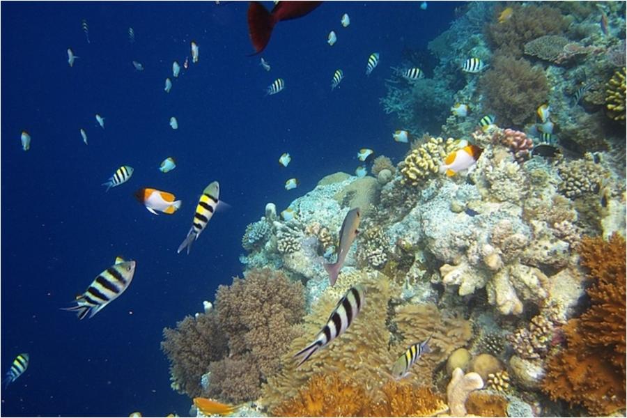 【豪華帛琉】北島海陸玩透透、二次出海、大斷層、海豚灣、牛奶湖、水母湖5日