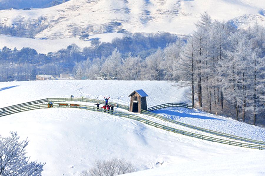 【冬季限定-芝山度假村滑雪一日遊】首爾明洞區精選酒店自由行4日(可續住延回-泰國航空)