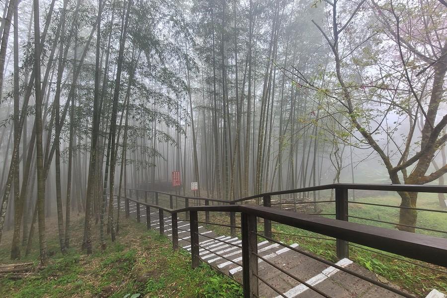 【綠光森林】阿里山森情、夢幻迷糊步道、懷舊山城小鎮高鐵輕旅行二日