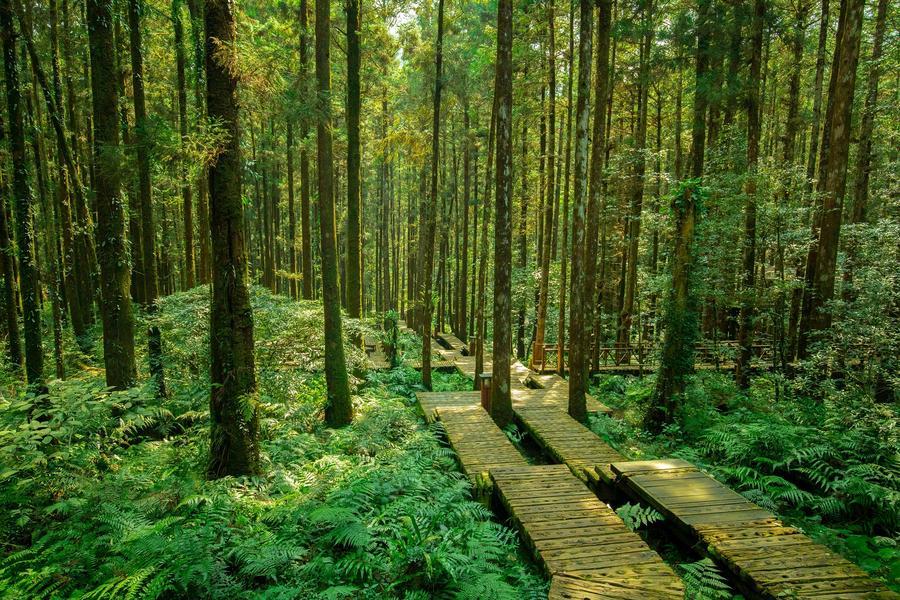 【綠光森林】明池森林童話步道、馬告自然生態探索二日