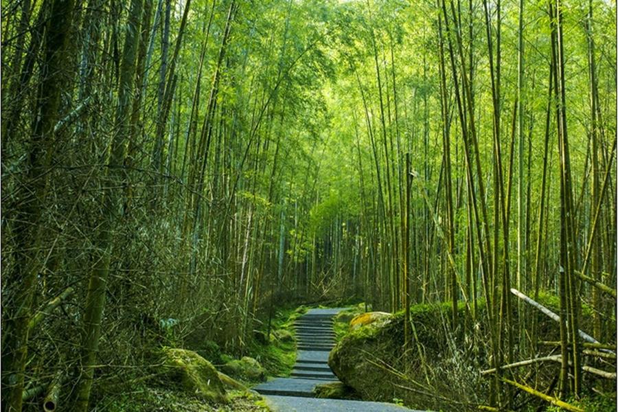溪頭森林天空步道‧松林町妖怪村.麻糬主題館一日遊(台中出發)