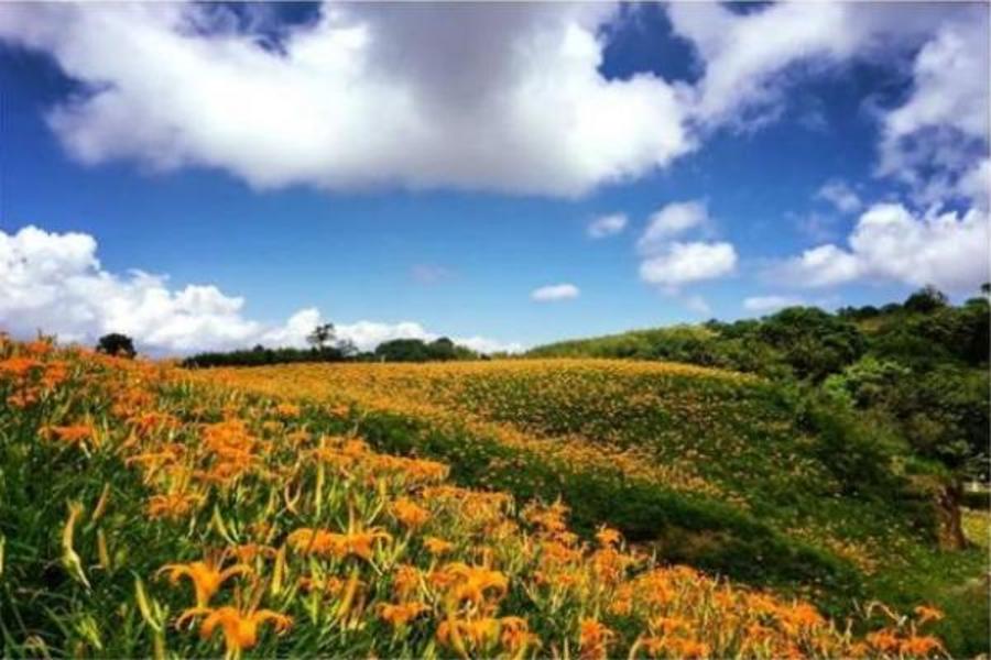 花蓮金針花.親不知子斷崖天空步道.台開心農場.爆紅景點鐵道三日(金針花季：2021/08/01-09/20)