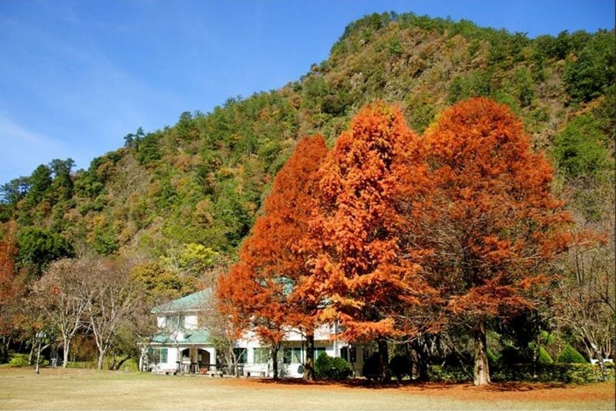 《經典賞楓》奧萬大綠光森林.溪頭米堤五星童話城堡假期三日《楓紅季約11月中~12月中》