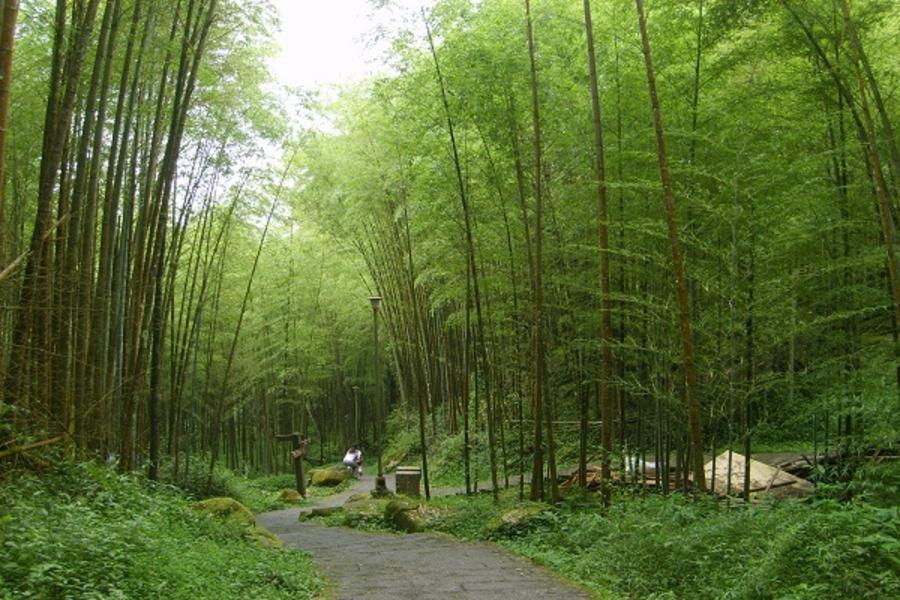 溪頭森林－松林町妖怪村.竹海風景區一日遊《台中出發》