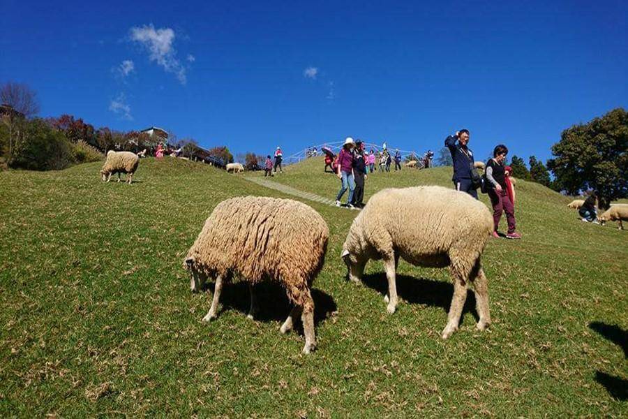 溪頭童話妖怪村 大鞍竹海紫南宮祈福 清境合歡山長榮五星三日 國內旅遊 東南旅遊