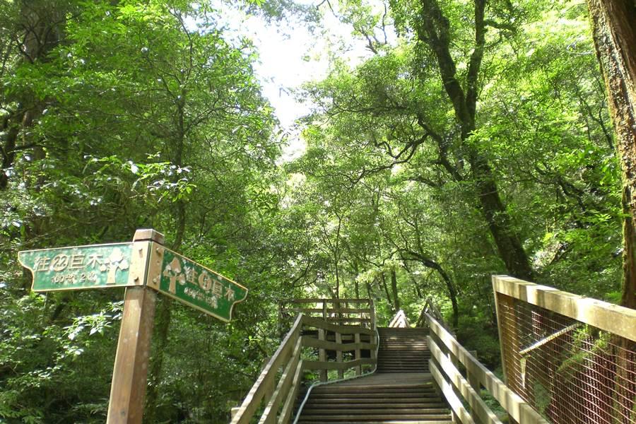 【東南賓士車】北橫之星角板山密境•紫色巴陵.拉拉山神木群芬多精一日遊