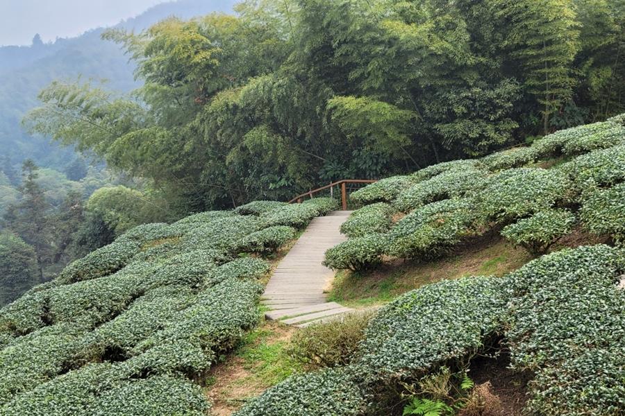 嘉義太平雲梯、七股遊船烤蚵、安平樹屋台江水上屋、台南鬱金香美食三日