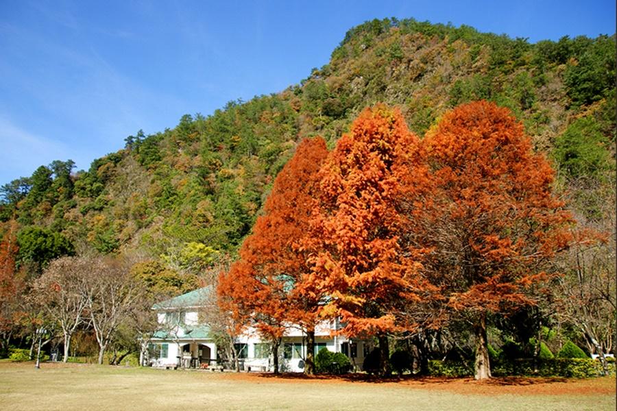 【秋季楓賞】奧萬大賞楓、谷關溫泉水療、客家大宅 二日遊