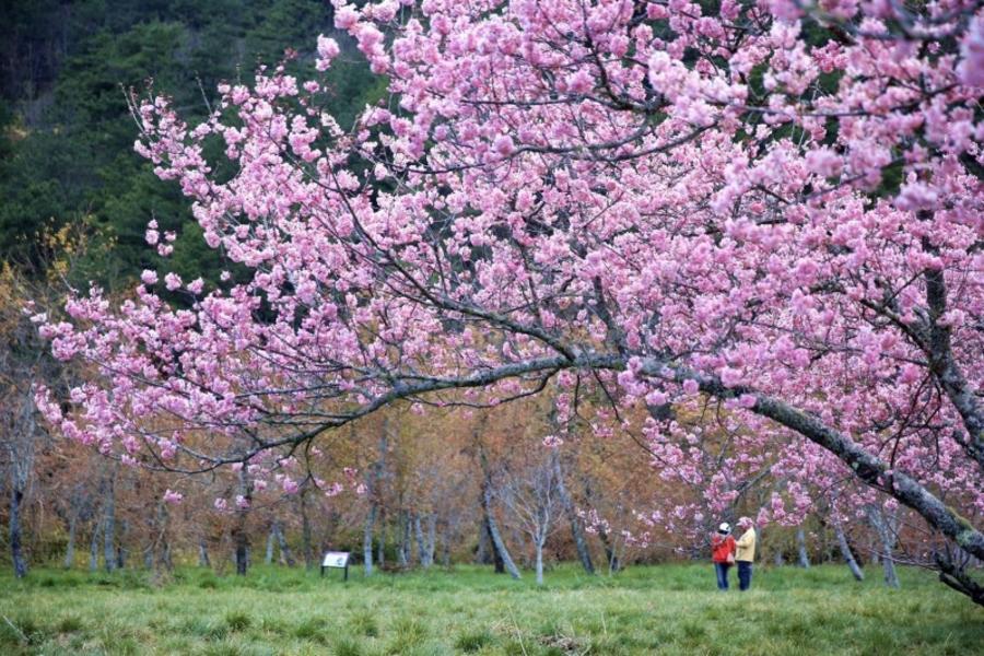 《賞櫻限定》梨山賓館風華、武陵農場桃花源二日