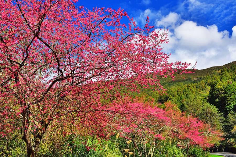 《祥龍賀歲》阿里山賞櫻走春、奮起湖懷舊山城、日式檜意森活村高鐵二日遊