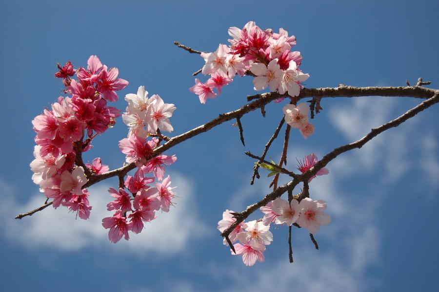 2026武陵櫻花季~迎春遊馬告送武陵賞櫻、棲蘭山莊一泊二食