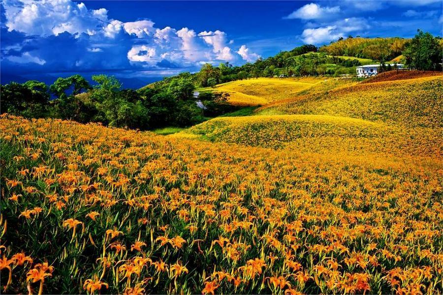 【金針花季】花蓮赤柯山金色花海、光復糖廠、吉蒸牧場親子二日遊