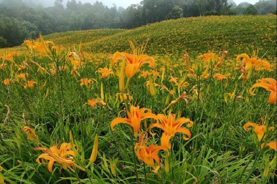 追花泡湯一次滿足｜赤柯山金針花・黃金風呂・兆豐農場二日