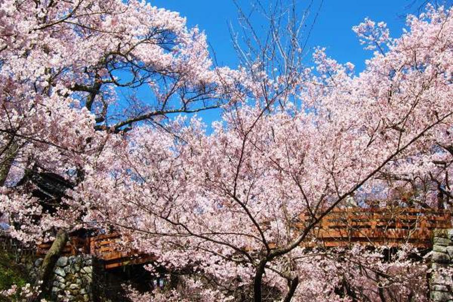 京櫻帝皇★加賀屋湯宿‧立山雪牆‧琵琶湖城園5日-CI加班機