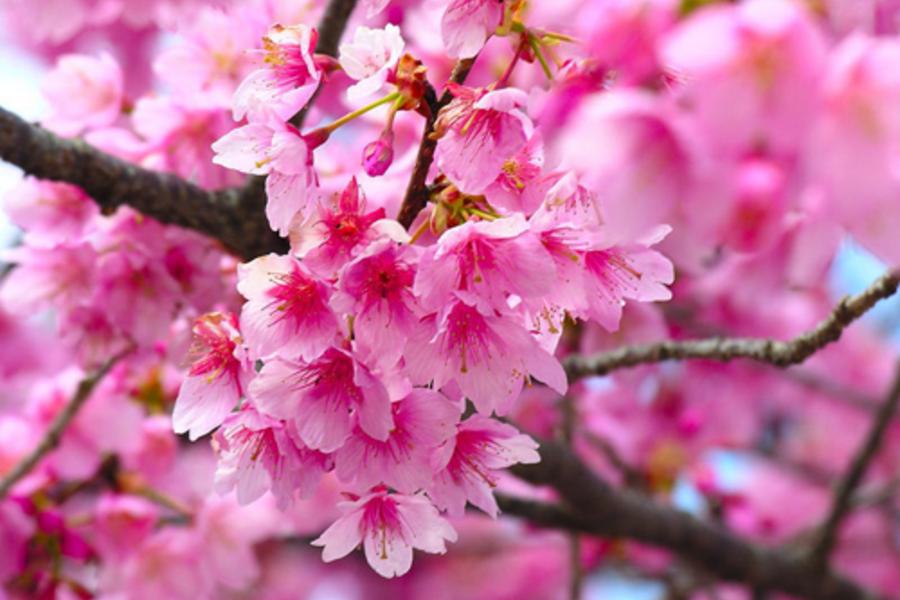 北京桃花朵朵開、居庸關長城、故宮、功夫秀五日《無購物、季節限定》