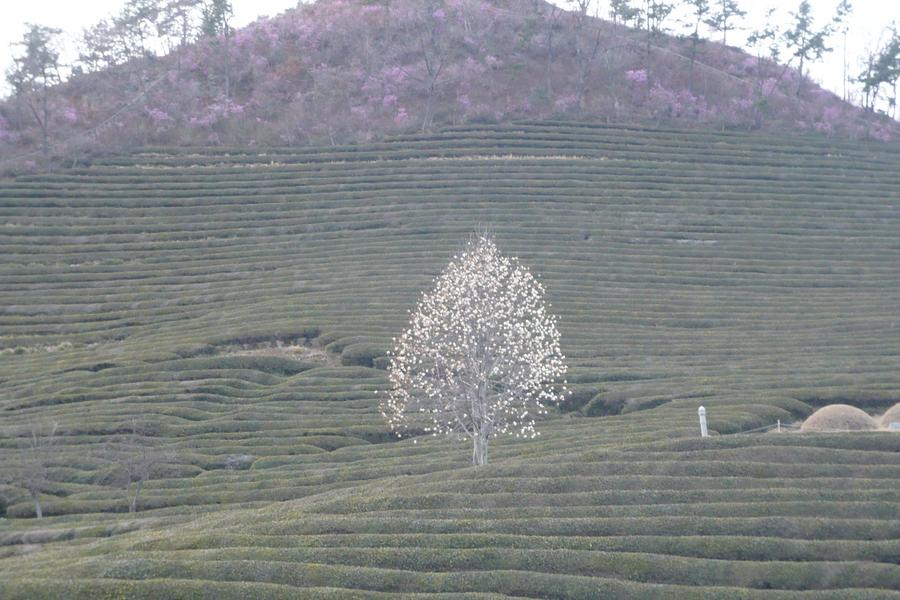 韓國全羅風情 ~ 順天灣博覽會、巨濟島、寶城茶園、採果樂六日－復興航空