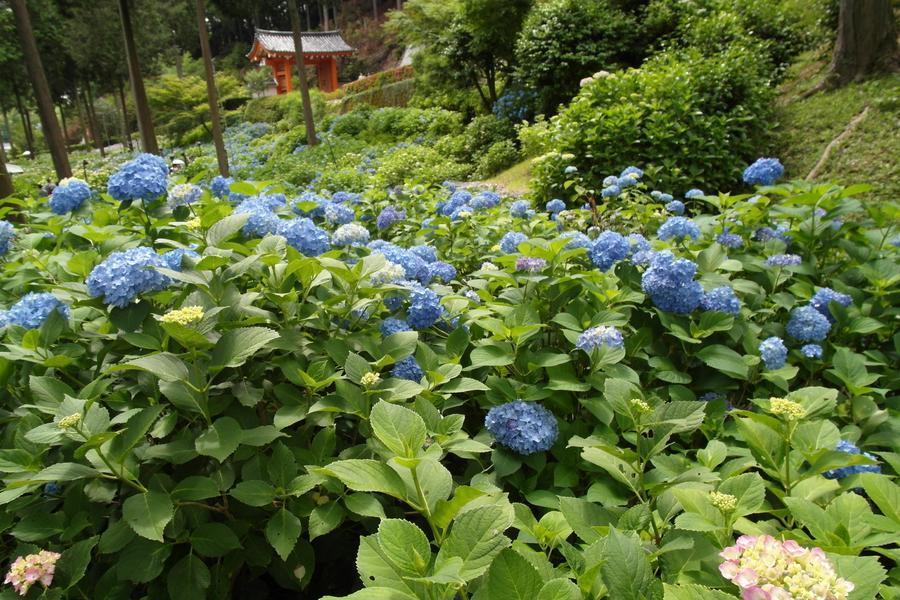 環球五星【花團錦簇】大阪環球.三室戶繡球花.宇治遊船平等院近江八幡5日