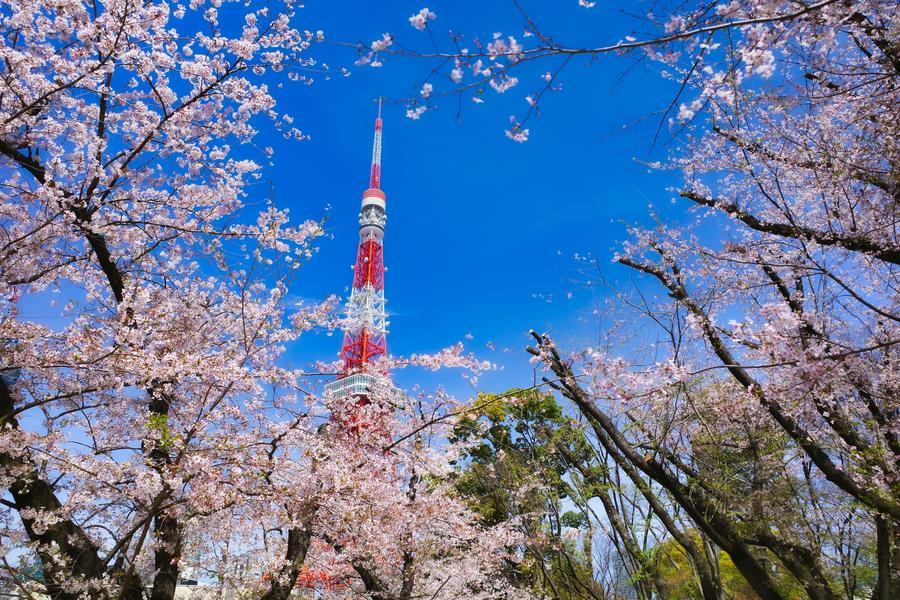 【花見圓舞曲】東京鐵塔、目黑川櫻、鋸山石大佛、海盜船、吃螃蟹、溫泉五日