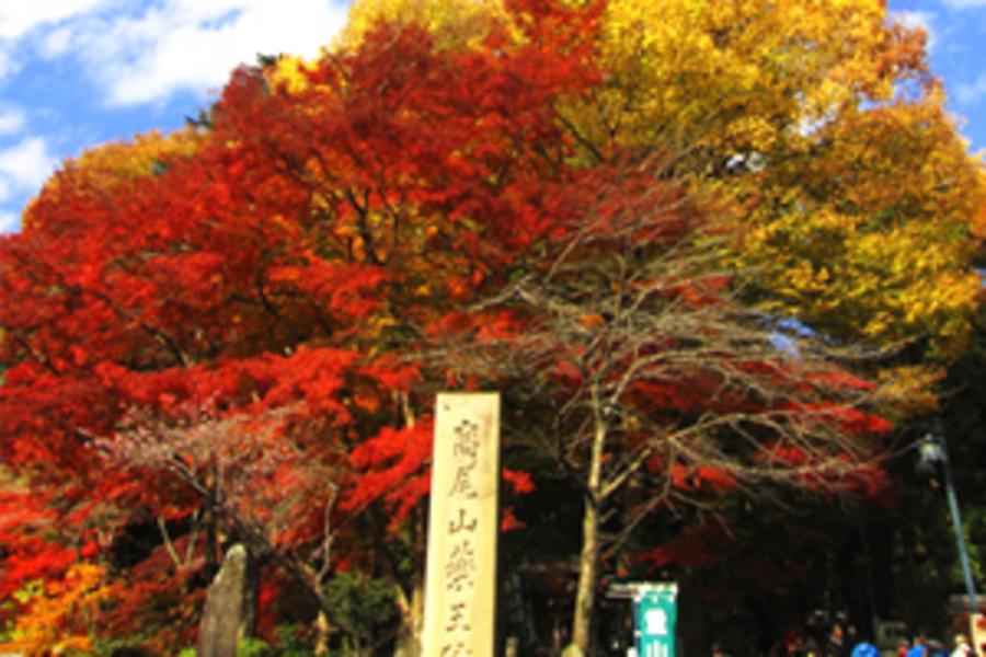 秋高氣爽★高尾楓彩．東京迪士尼．富士山溫泉享樂5日