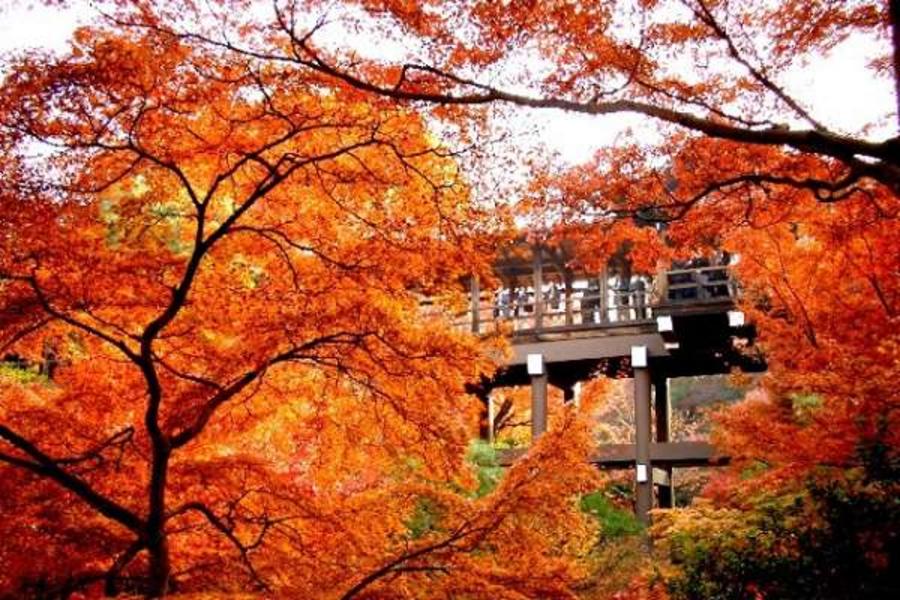 嵐山東福寺紅妝、庭園仙境溪遊、合掌村購物4日