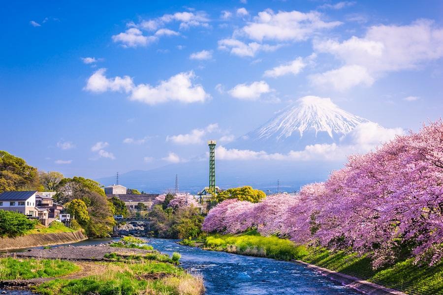 迎春【東京戀花五星】迪士尼、河津櫻、白鳥船、採果、大室山、和牛溫泉五日
