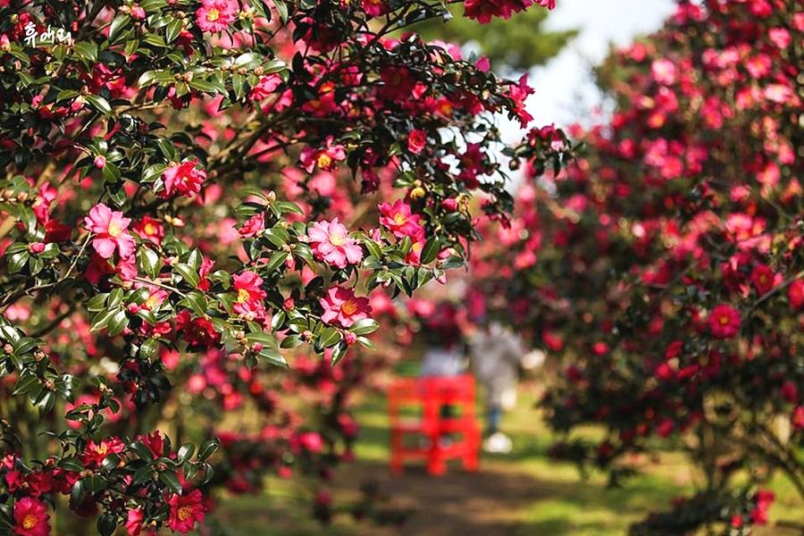 海洋濟州～升等市區、嚕嚕米樂園、森林小火車、噢雪綠茶園、烤肉吃到飽5日