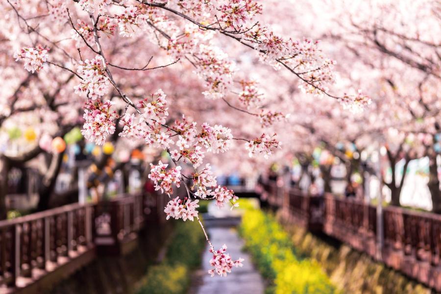 櫻現鎮海～釜山最美櫻花隧道、余佐川羅曼史橋、慶和火車站、甘川洞賞櫻4日