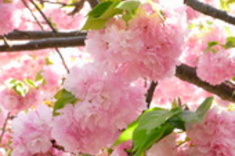 《賞櫻超值選》關西繽紛花季●春の浪漫花舞～環球影城６日