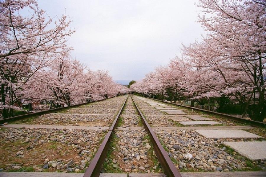 【花現關西】京都蹴上鐵道.醍醐寺.嵐山小火車.哲學之道4日