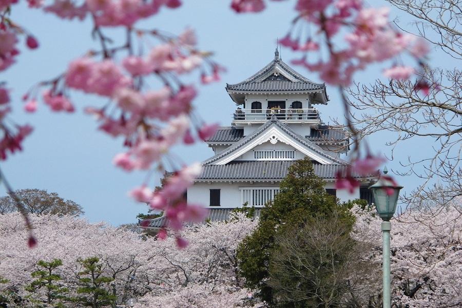 【造幣局賞櫻】大阪.伊根天橋立.三方五湖.彥根城.近江.仁和寺5日