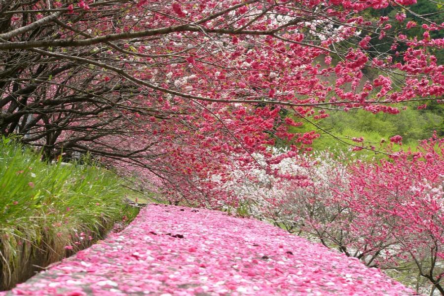【桃花阿智村】妻籠、昇仙峽、高遠城、白鳥船、品花月堂、合掌村、溫泉5日