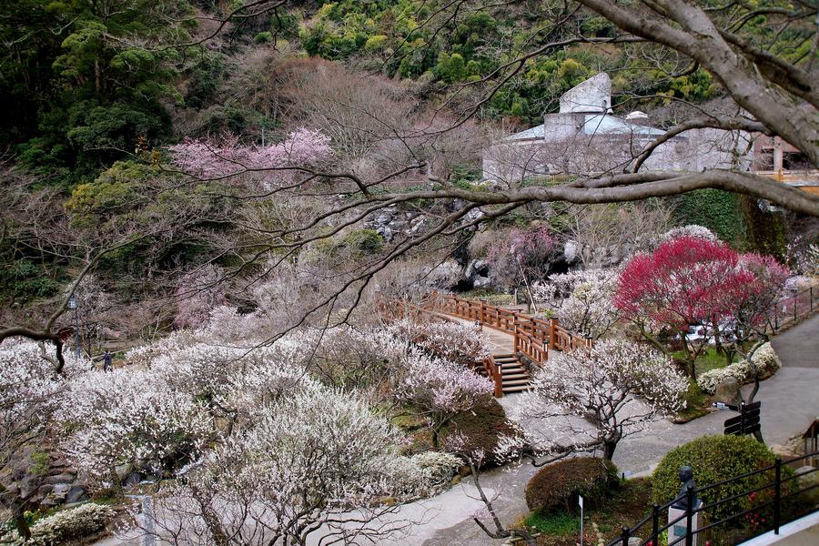 【銀水莊百選】伊豆河津櫻、梅園季、三島大吊橋、天窗洞、大室山、採果五日
